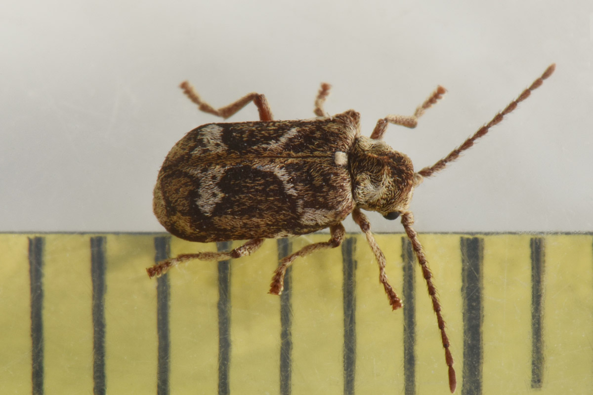 Anobiidae: Ptinomorphus imperialis? S.